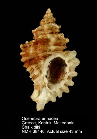 Ocenebra erinaceus.jpg - Ocenebra erinacea(Linnaeus,1758)